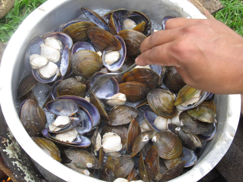 Fresh Nakai (Mussels) Product of Fiji