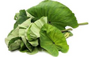 Taro Leaves (Dalo Leaves) Shipped Fresh 5LB Packet