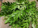 Fresh Curry Leaves (Tej Patti)  - 4 ounce per bag