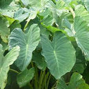 Fresh Dalo (Taro) Leaves (Bhaji) 3  lbs