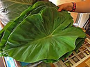 Taro Leaves (Dalo Leaves) Shipped Fresh 5LB Packet